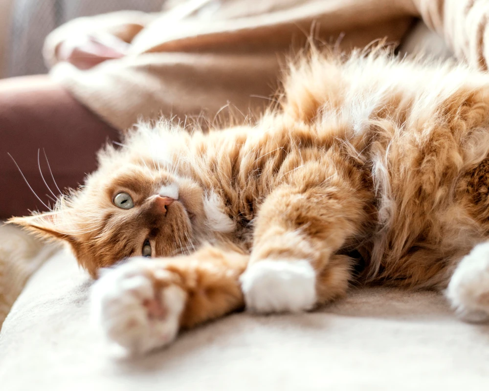 pet food dispenser automatic