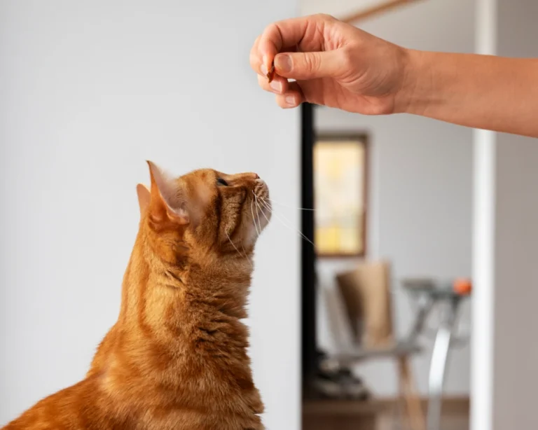 automatic pet feeder and water
